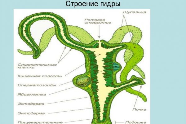 Kraken 8 at сайт